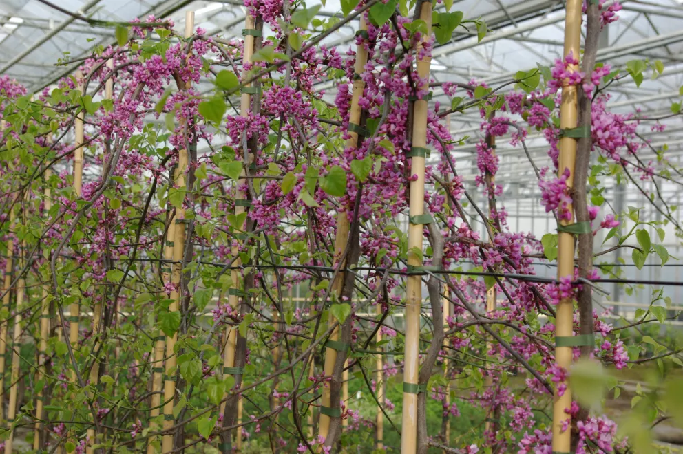 D&V Plant Production