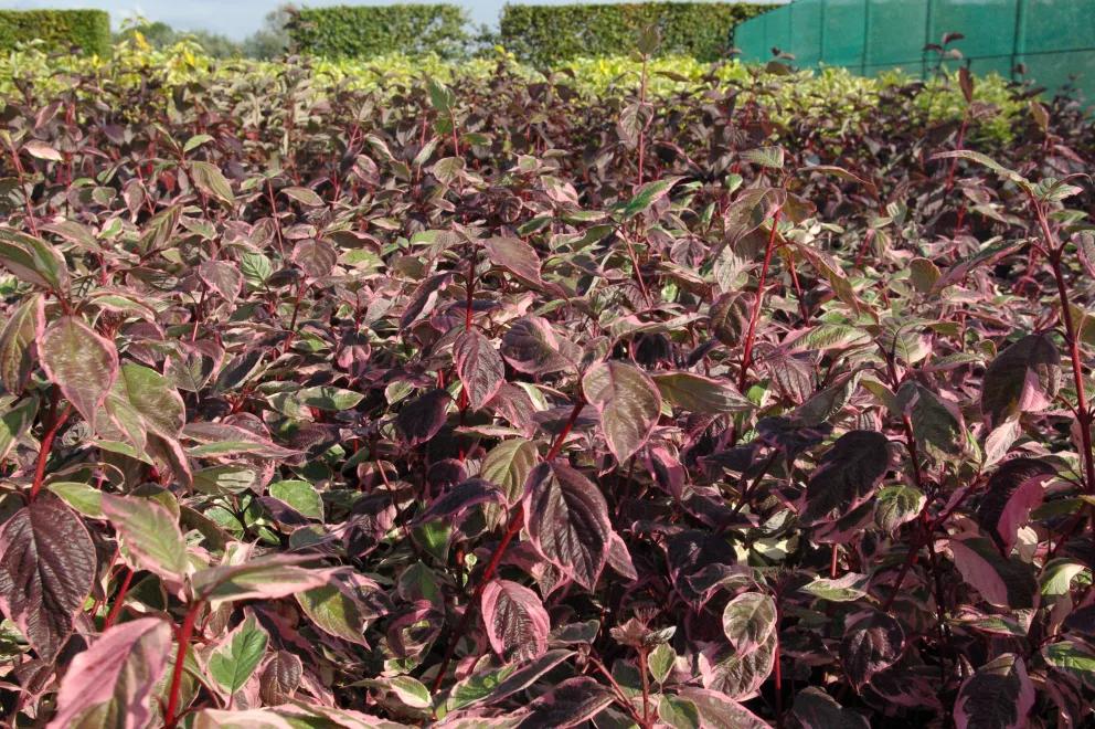 D&V Plant Production