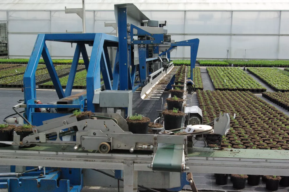 D&V Plant Production