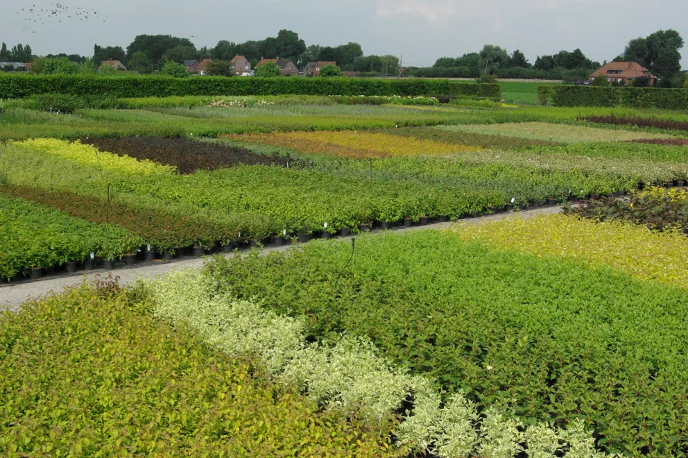 D&V Plant Production