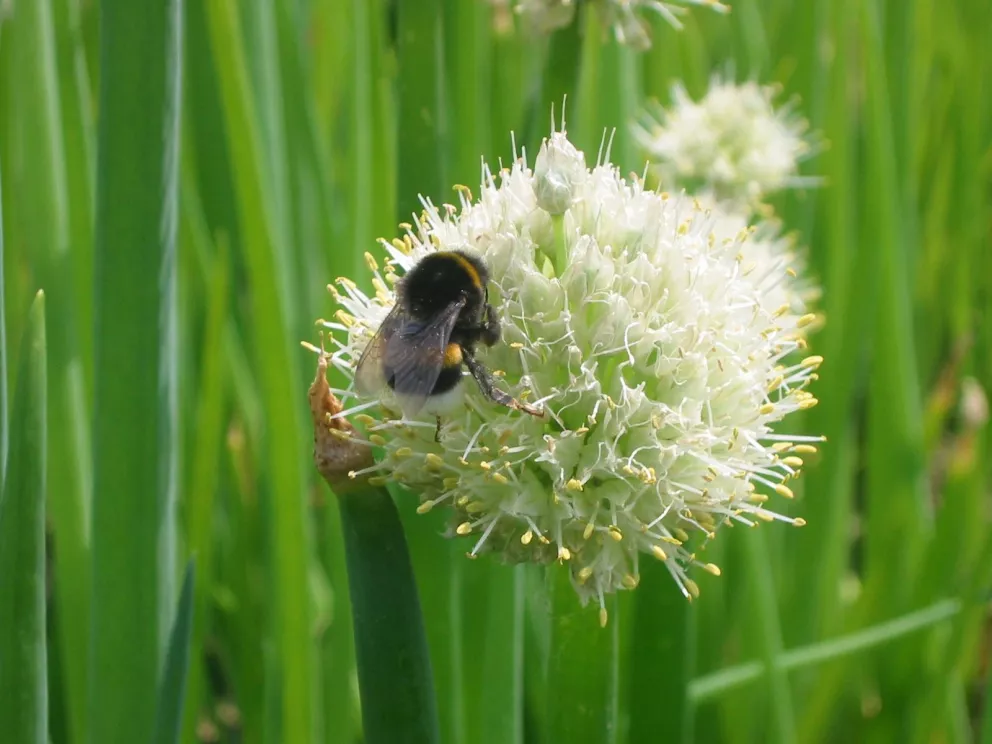 D&V Plant Production