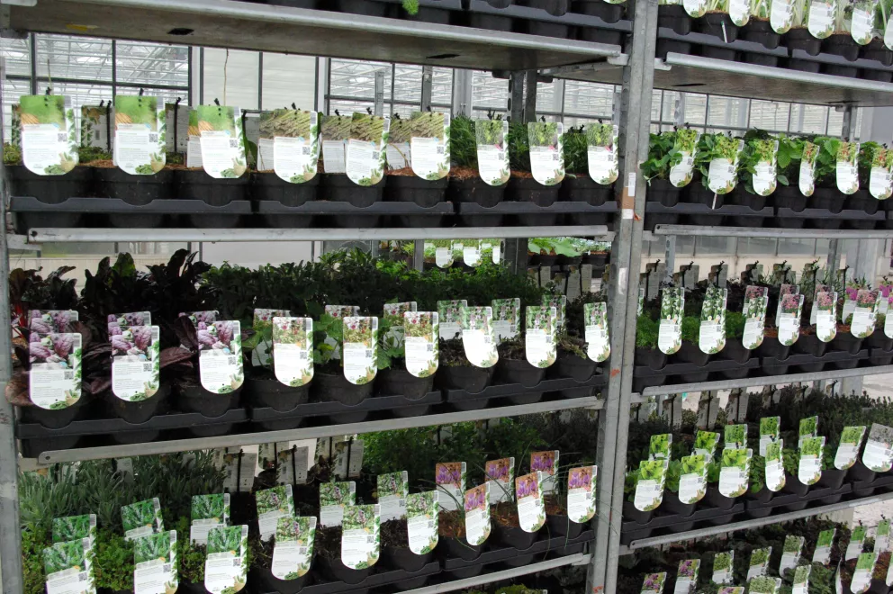 D&V Plant Production