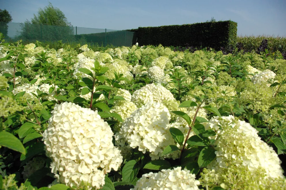 D&V Plant Production