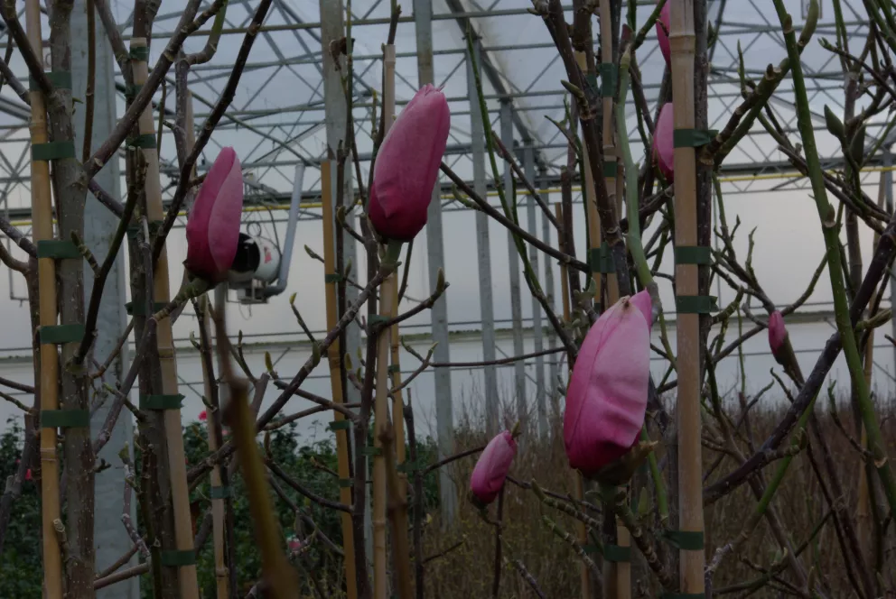 D&V Plant Production