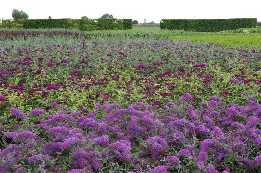 D&V Plant Production