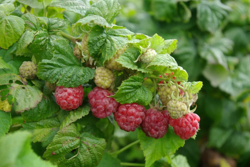 D&V Plant Production