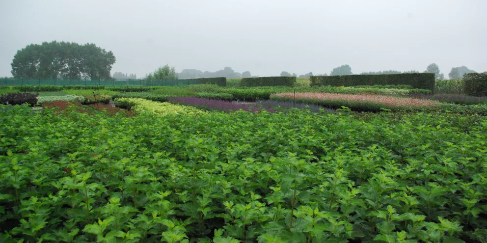 D&V Plant Production