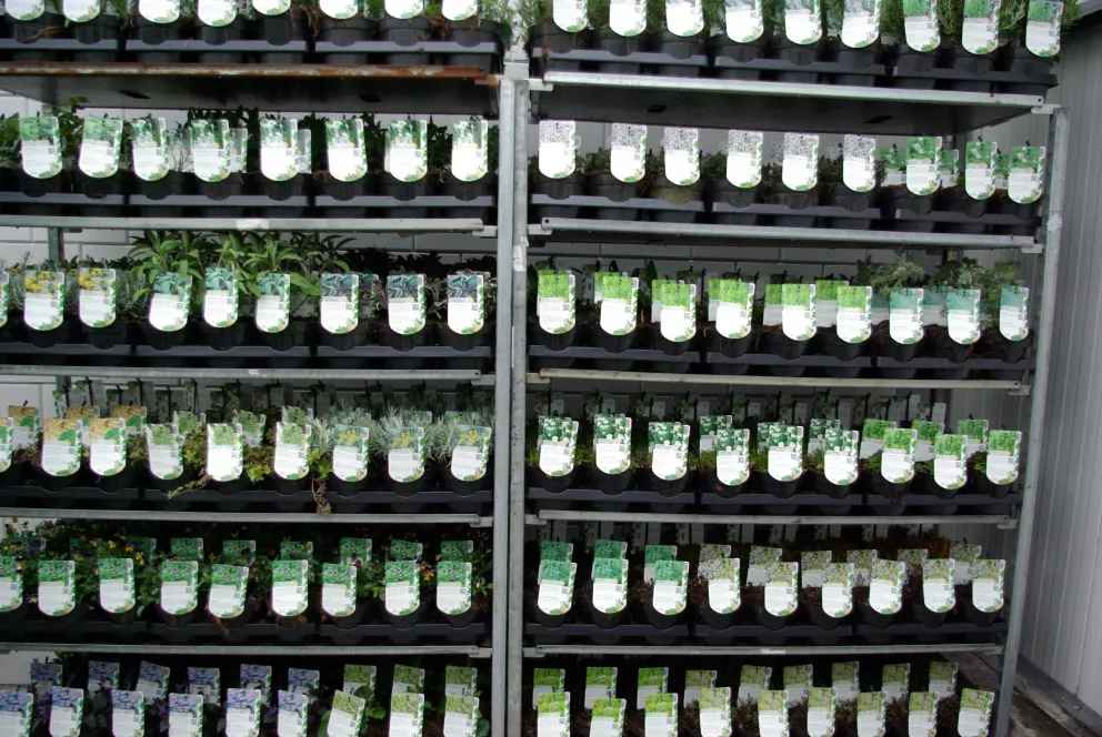 D&V Plant Production