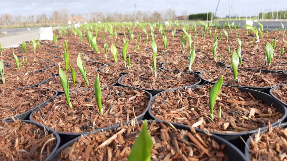 D&V Plant Production