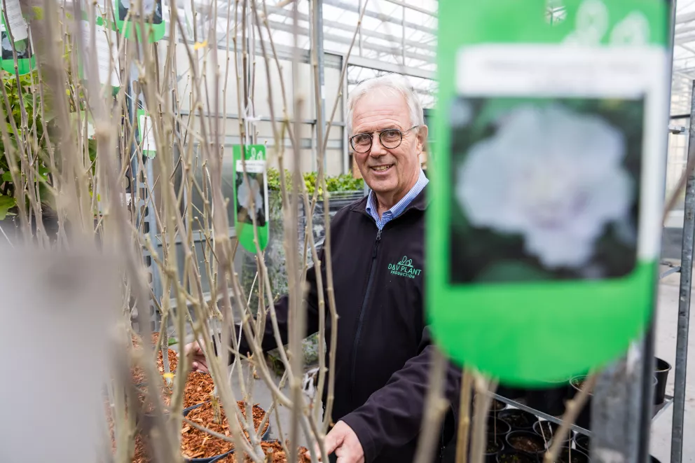 D&V Plant Production