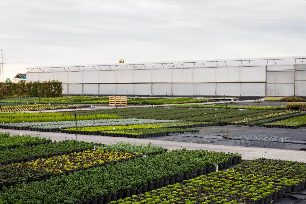 D&V Plant Production