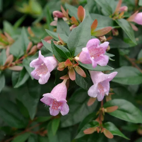Abelia 'Edward Goucher'