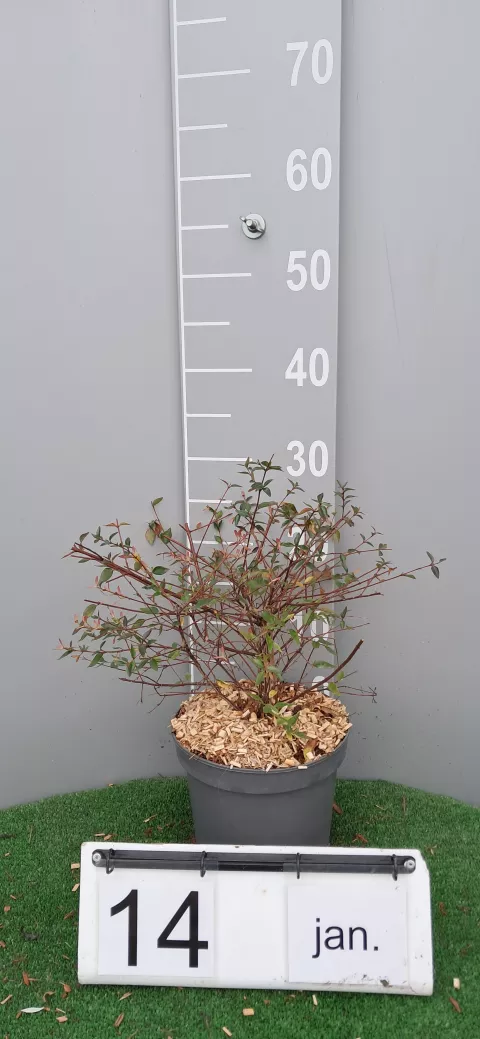 Abelia 'Edward Goucher'