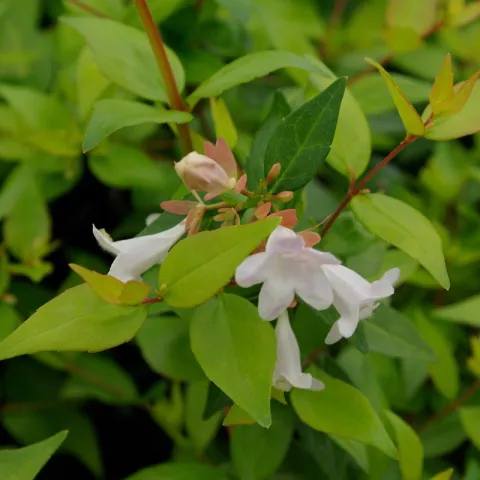 Abelia grandiflora 'Francis Mason'