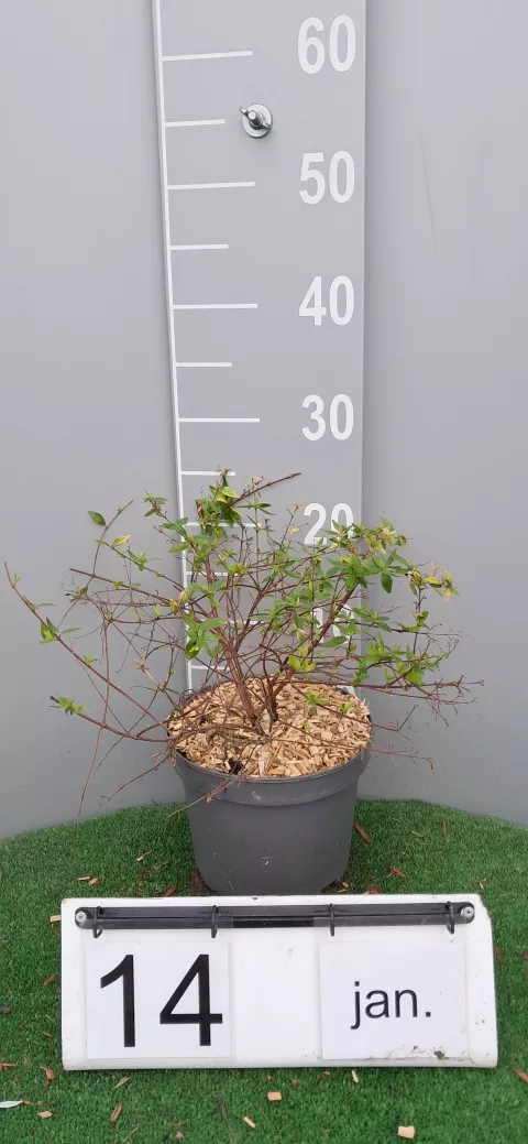 Abelia grandiflora 'Francis Mason'