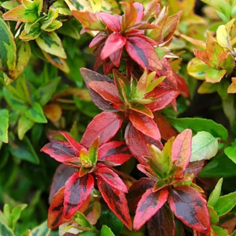 Abelia grandiflora 'Kaleidoscope' ®