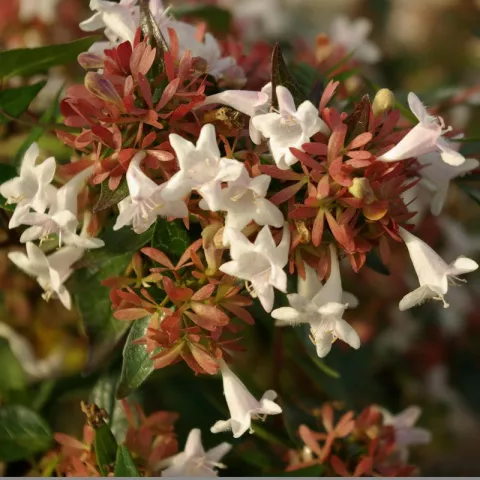 Abelia grandiflora