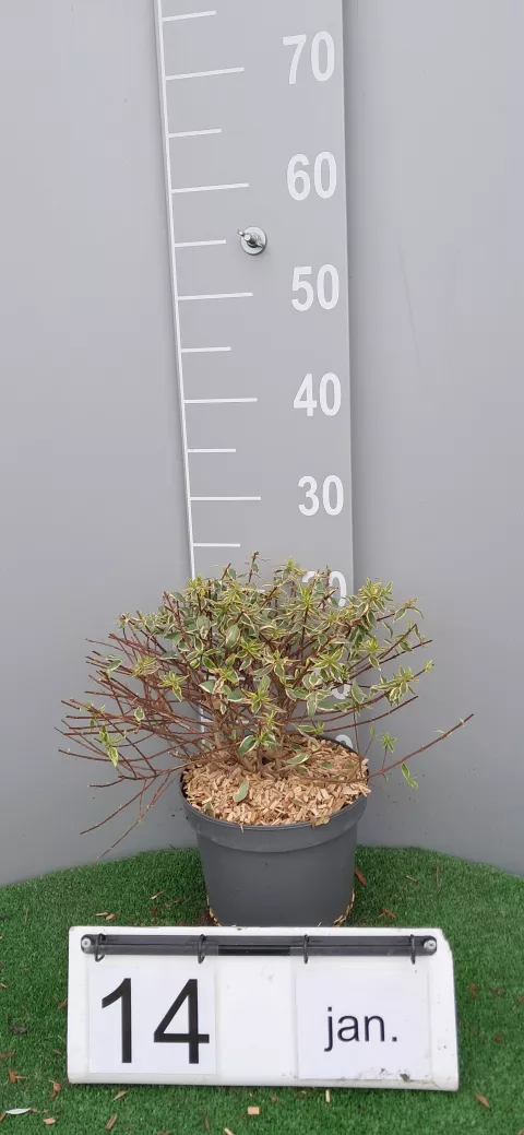 Abelia grandiflora SPARKLING SILVER®