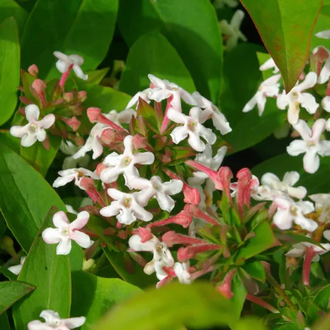 Abelia mosanensis 'Monia'