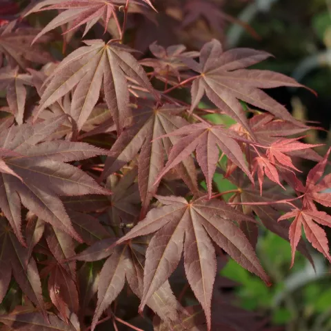 Acer palmatum 'Atropurpureum'