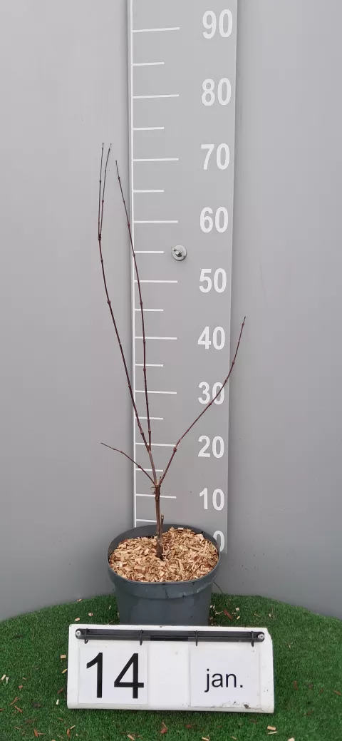 Acer palmatum 'Atropurpureum'