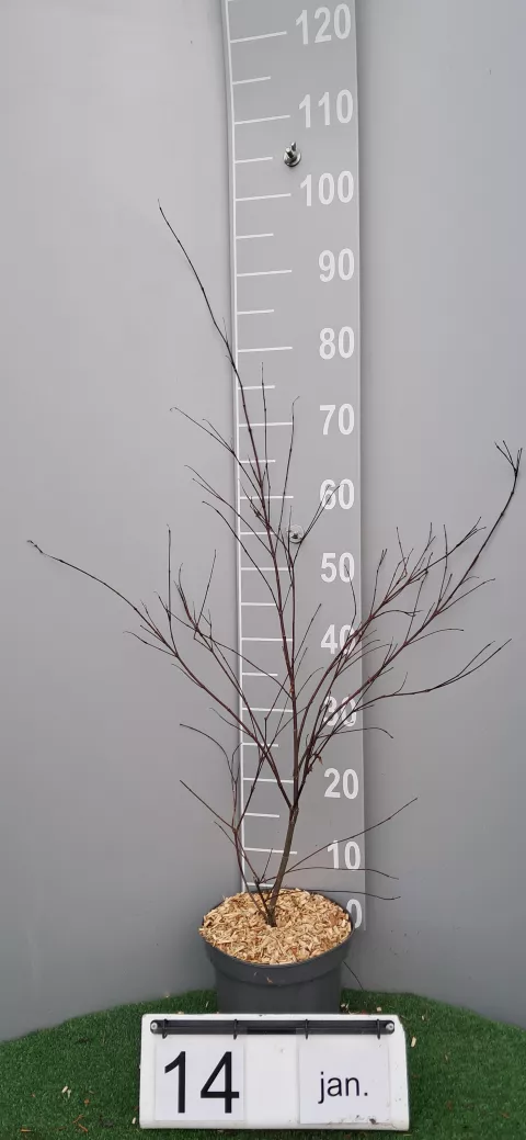 Acer palmatum 'Beni Maiko'