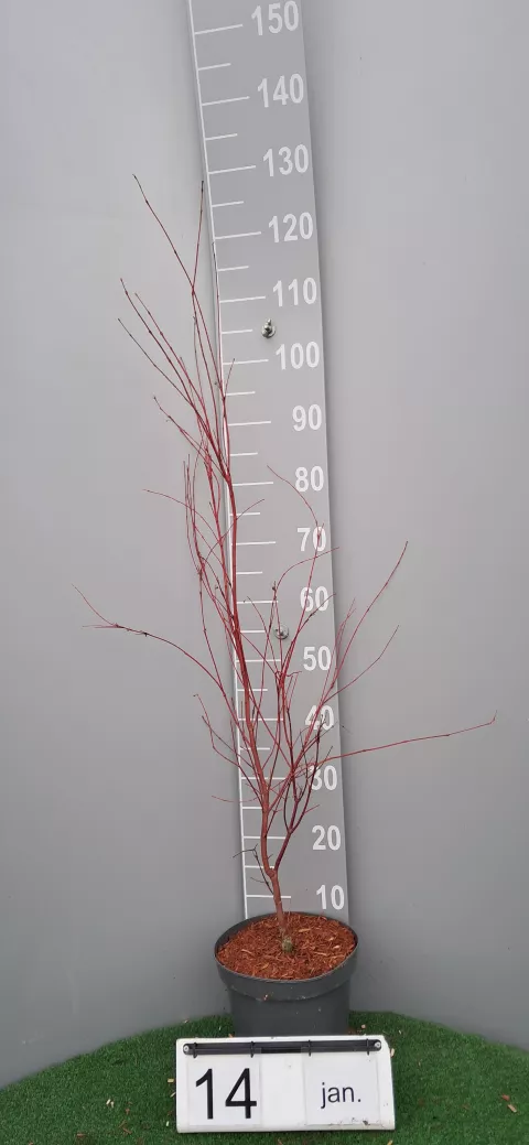 Acer palmatum 'Sangokaku' (Senkaki)