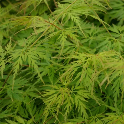 Acer palmatum 'Seiryu'