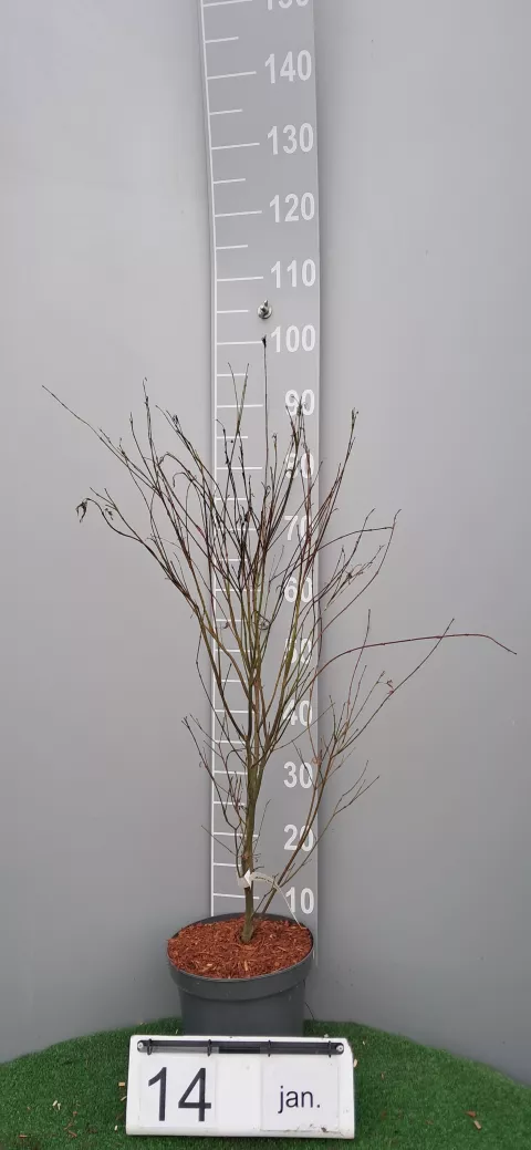 Acer palmatum 'Seiryu'