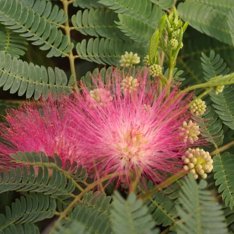 Albizia julibrissin OMBRELLA (R)'Boubri'
