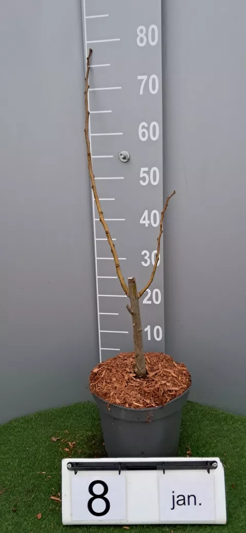 Albizia julibrissin OMBRELLA (R)'Boubri'