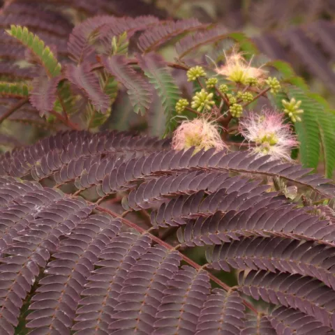 Albizia julibrissin 'Summer Chocolate'®