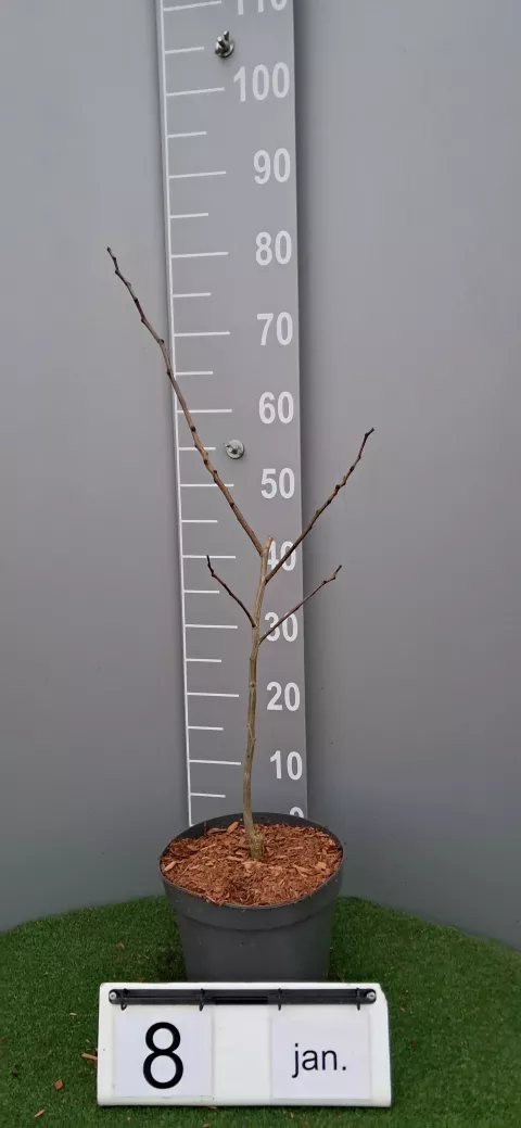 Albizia julibrissin 'Summer Chocolate'®