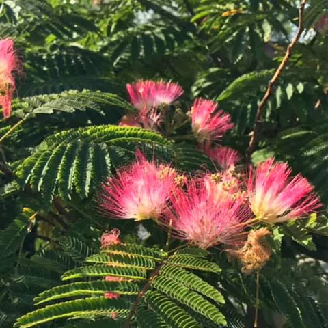 Albizia julibrissin 'Tropical Dream' ®