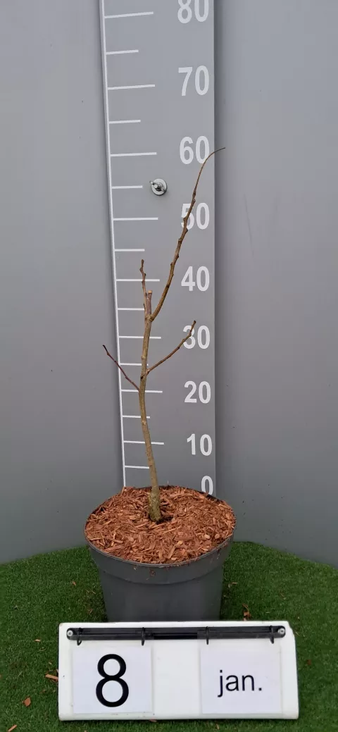 Albizia julibrissin 'Tropical Dream' ®