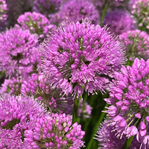 Allium millenium