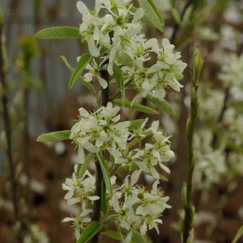Amelanchier can. 'Glenform' ® RAINBOW PILLAR
