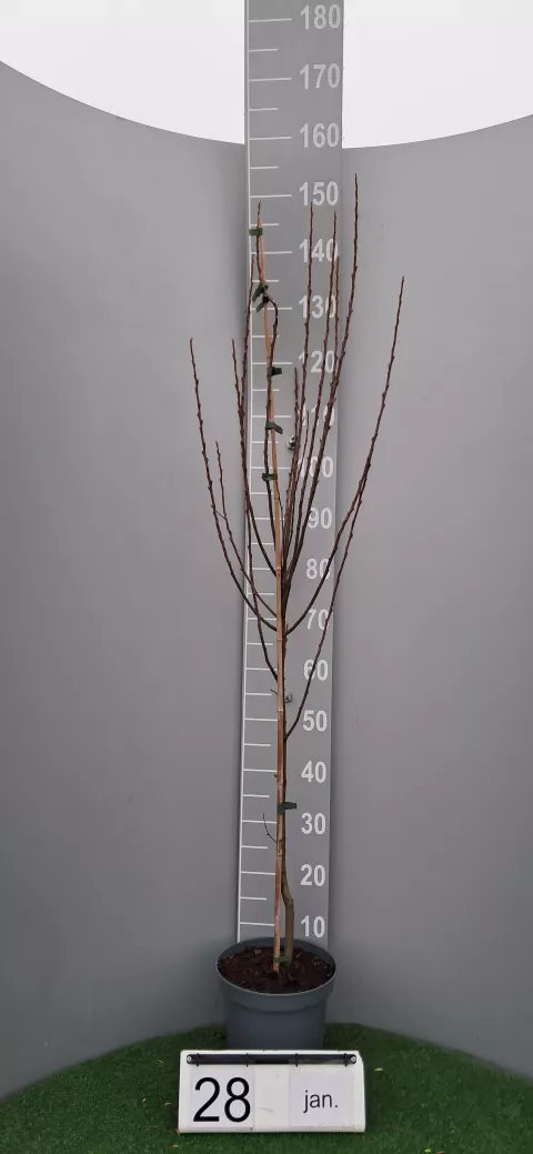 Amelanchier can. 'Glenform' ® RAINBOW PILLAR