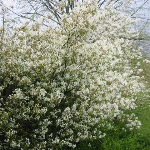 Amelanchier lamarckii
