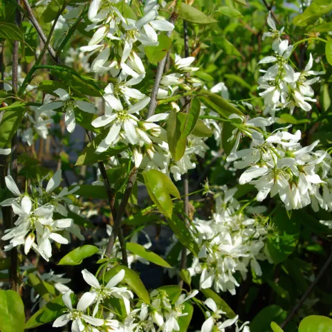 Amelanchier laevis 'Ballerina'
