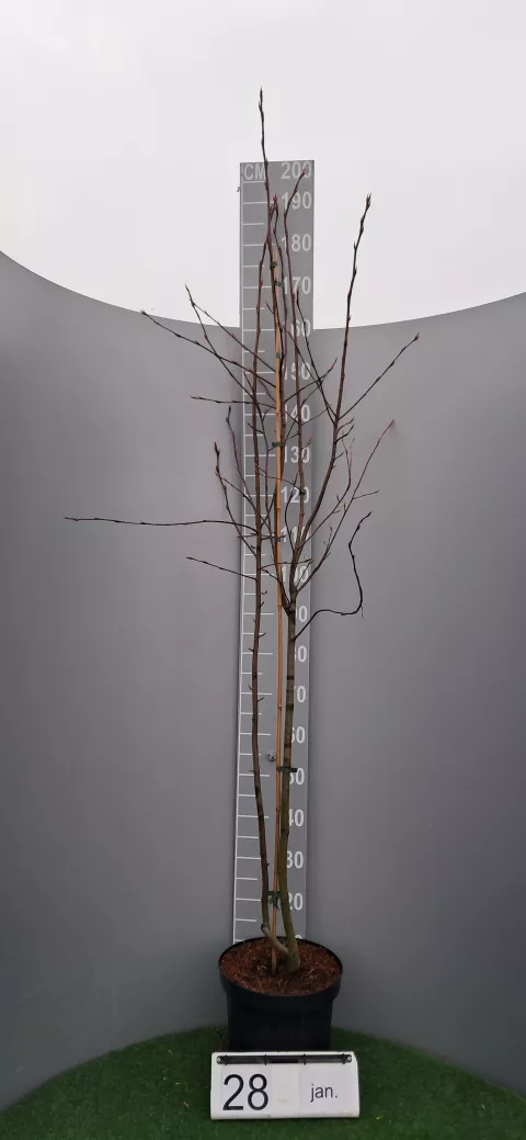 Amelanchier laevis 'Ballerina'