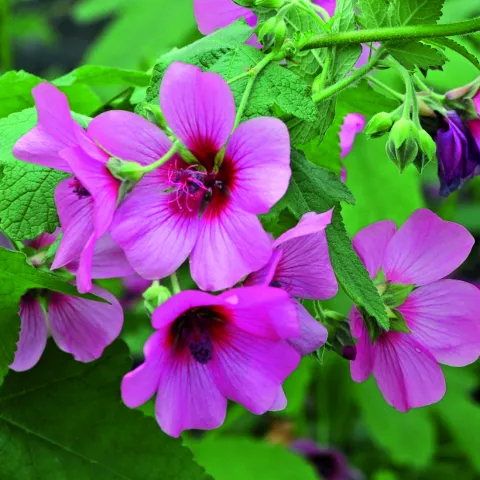 Anisodontea 'El Rayo'