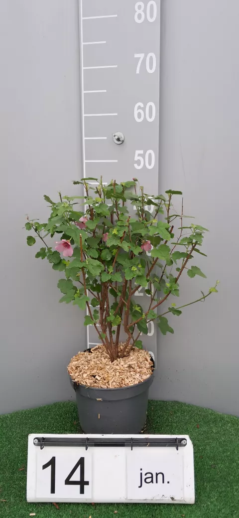 Anisodontea 'El Rayo'
