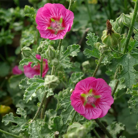 Anisodontea scabrosa 'Large Red'