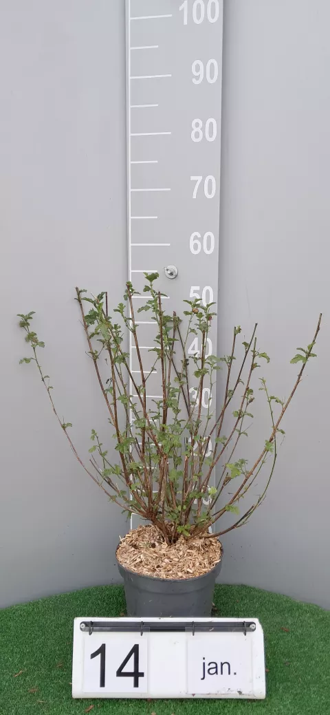 Anisodontea scabrosa 'Large Red'