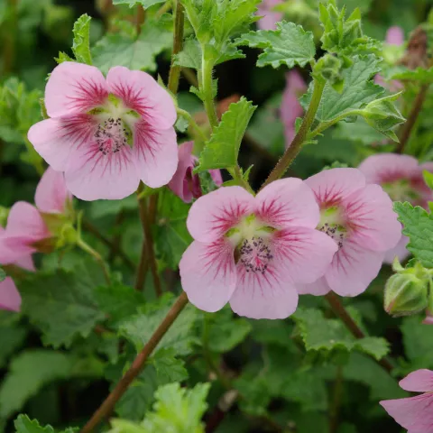 Anisodontea scabrosa 'Miss Pinky'