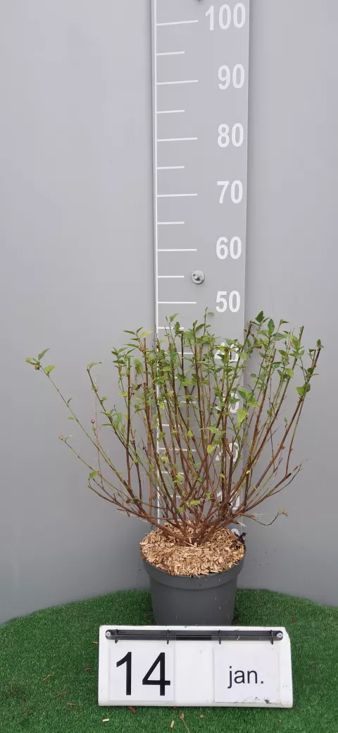 Anisodontea scabrosa 'Miss Pinky'