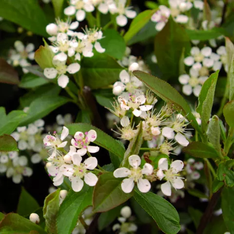 Aronia arbutifolia 'Briljant'