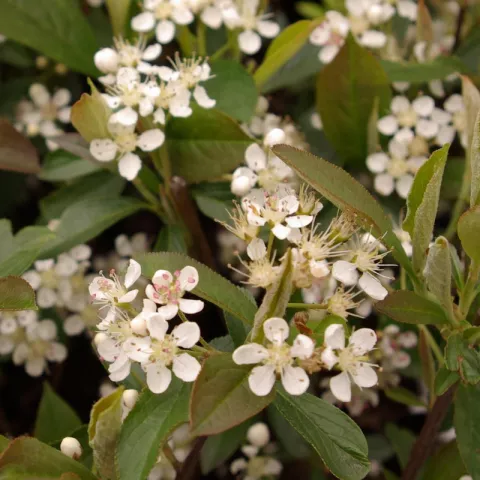 Aronia arbutifolia 'Briljant'