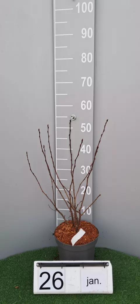 Aronia arbutifolia 'Briljant'